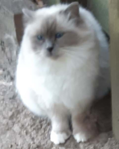 CH ELDORATO BABY DOLL