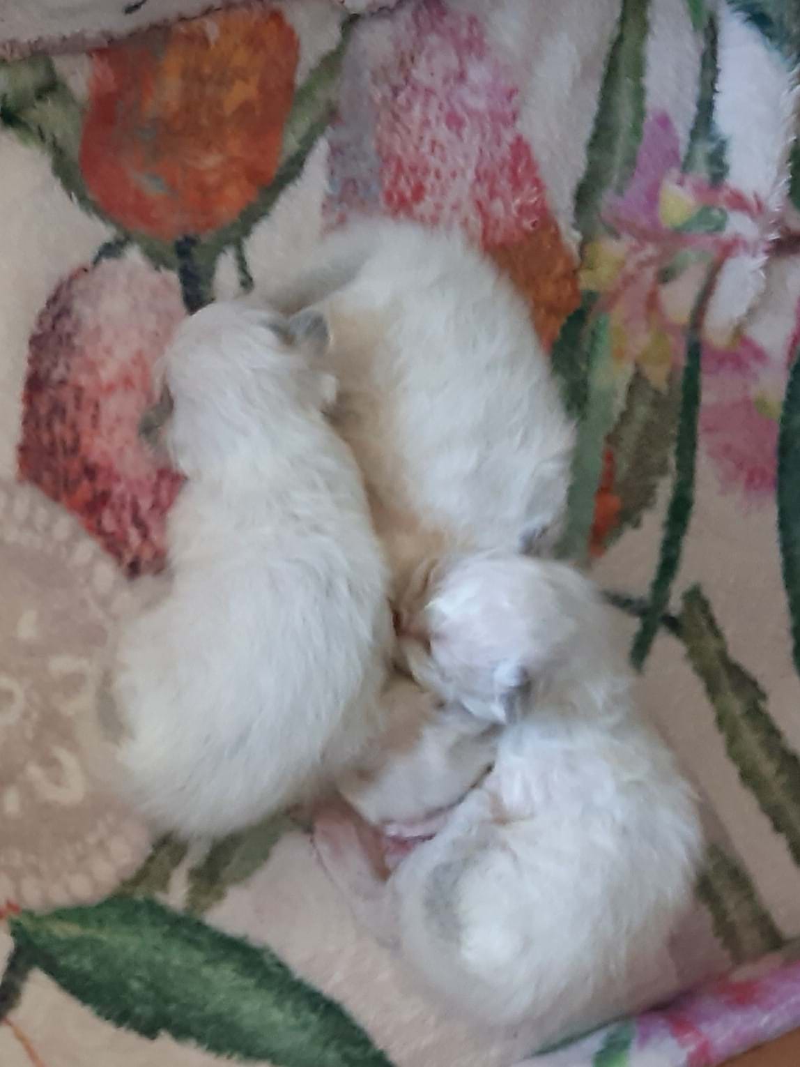 Joelene FIRST LITTER